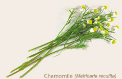 Chamomile