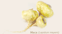 Maca